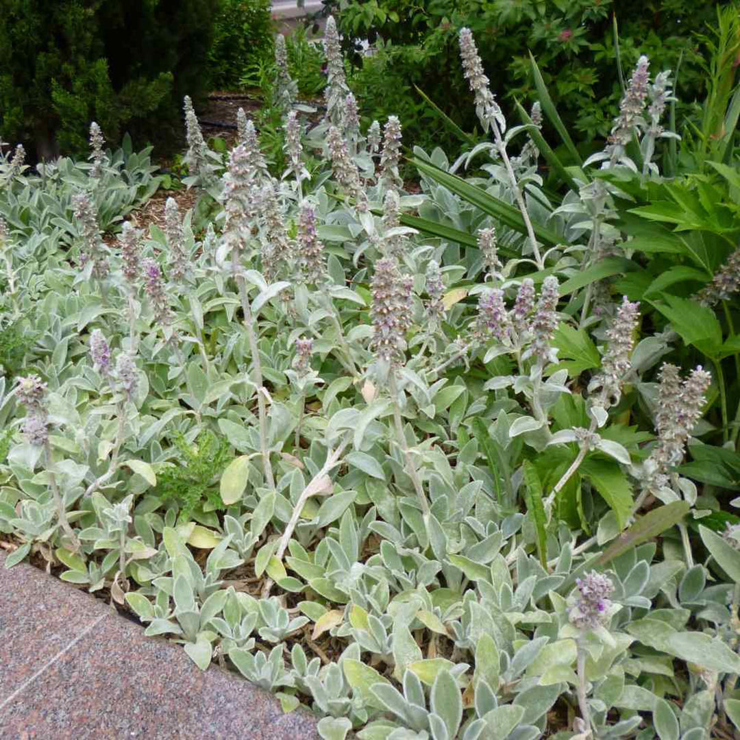 Stachys Flower Seeds for Planting – Heirloom, Non-GMO, High Germination Organic Garden Seeds