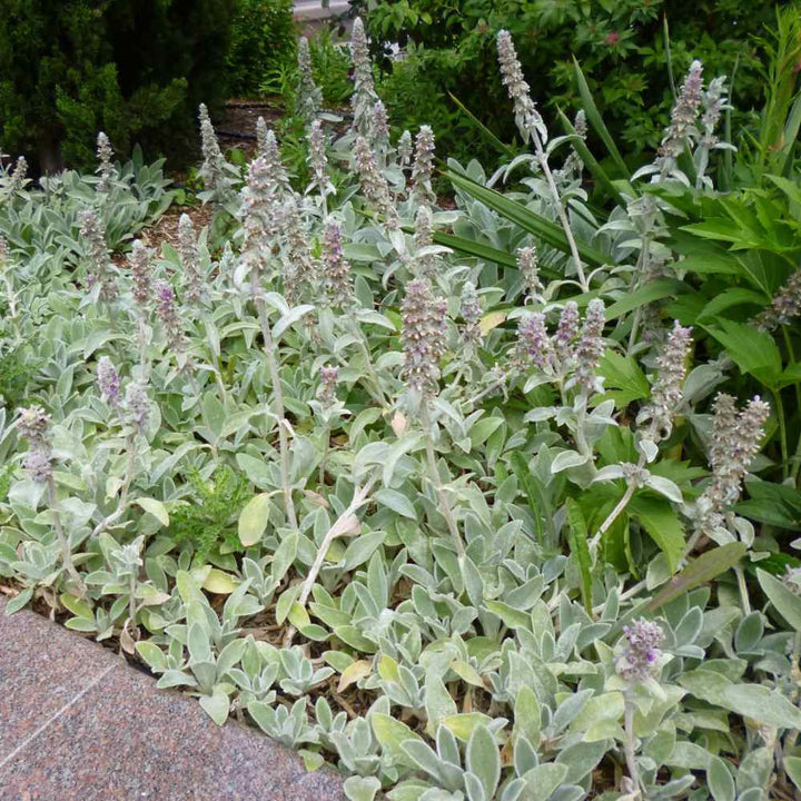 Stachys Flower Seeds for Planting – Heirloom, Non-GMO, High Germination Organic Garden Seeds