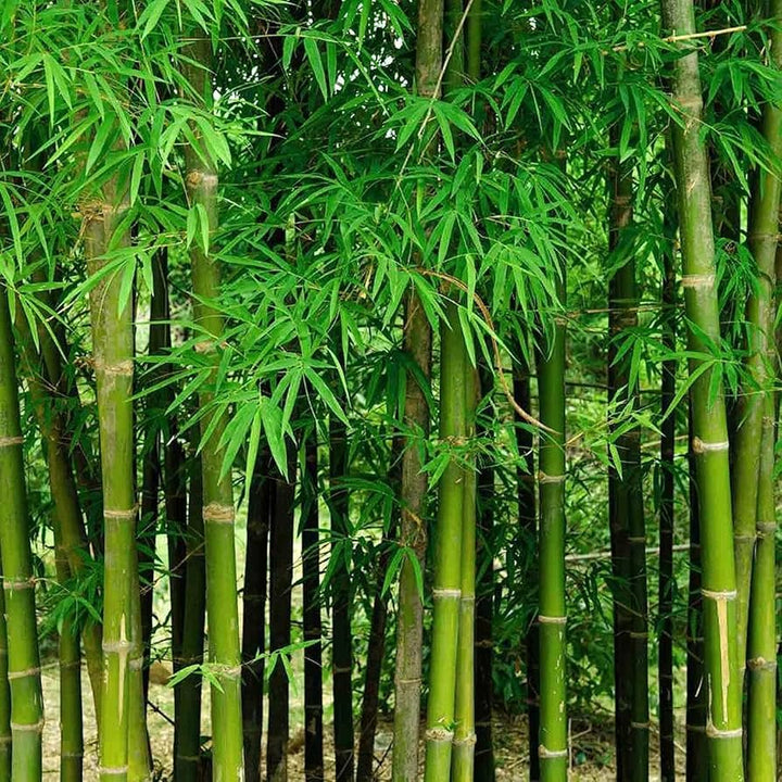 Giant Bamboo Seeds for Planting – Fast-Growing Non-GMO Tropical Bamboo for Garden, Privacy Screens, and Landscaping