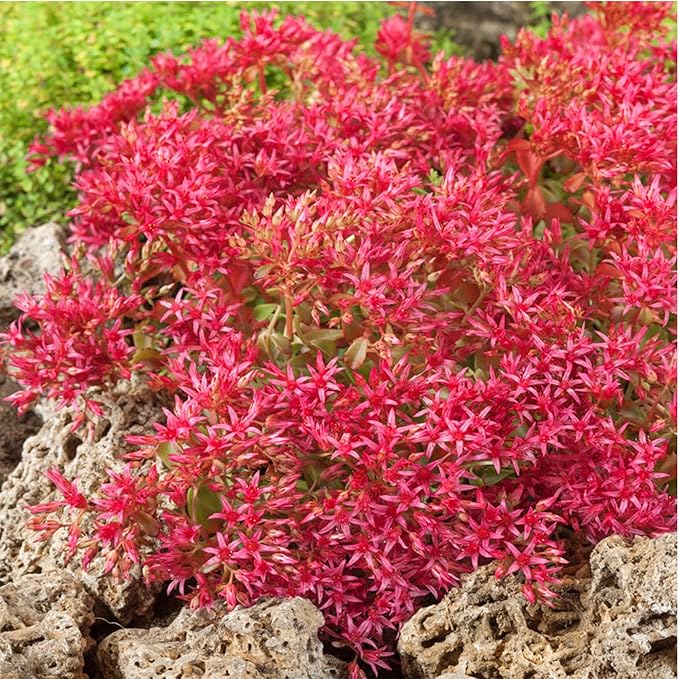 Heirloom Non-GMO Sedum Ground Cover Flower Seeds for Planting – Drought-Tolerant Blooming Seeds