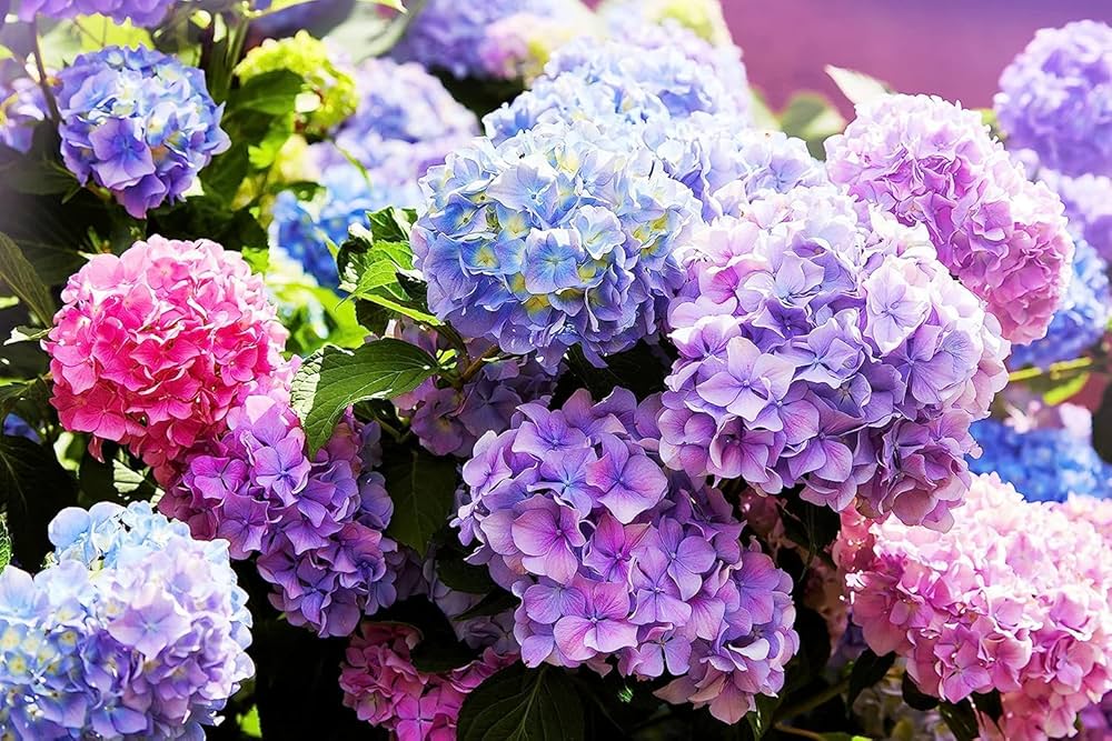 Blue, Pink, Purple Hydrangea Flower Seeds – Heirloom Non-GMO High Germination Seeds for Planting Vibrant Garden Blooms