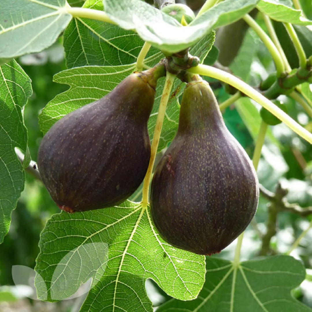 Brown Turkey Fig Seeds for Planting – Heirloom, Non-GMO, High Germination Organic Garden Seeds for Sweet Figs
