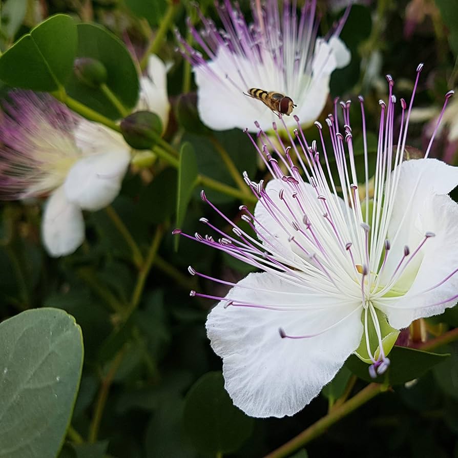Purple Caper Bush Flower Seeds for Planting – Hardy Perennial Shrub