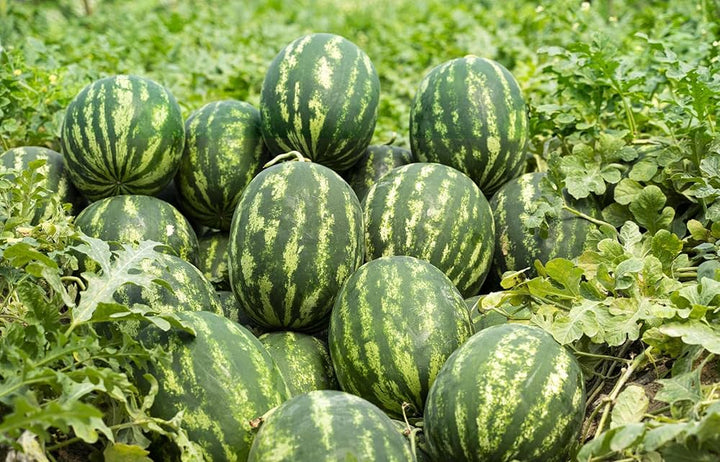 Watermelon Fruit Seeds for Planting – Sweet & Refreshing Melons, 100 pcs, Heirloom & Non-GMO, High Germination