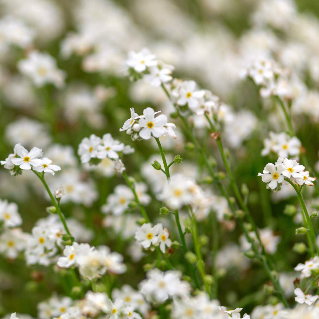 White Myosotis Flower Seeds for Planting | Heirloom Non-GMO High Germination Organic Garden Seeds