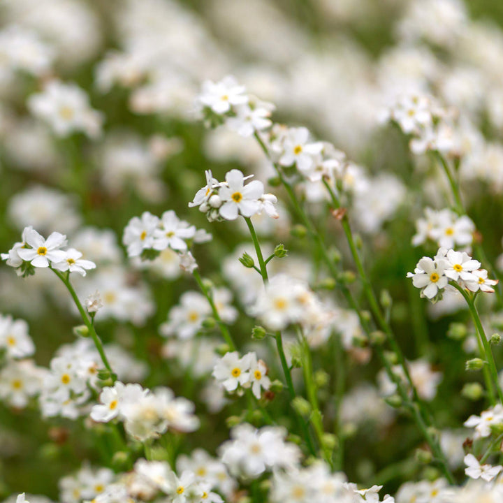 White Myosotis Flower Seeds for Planting | Heirloom Non-GMO High Germination Organic Garden Seeds