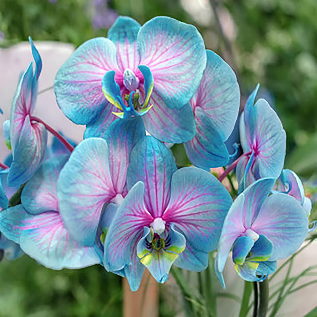 Blue Pink Butterfly Orchid Flower Seeds for Planting – Heirloom Non-GMO Organic Garden Seeds, High Germination