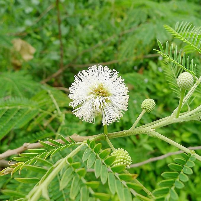 White Tamarind (Leucaena leucocephala) Fruit Seeds – Drought-Tolerant, Edible, Fast-Growing Evergreen Tropical Shrub, Heirloom & Non-GMO