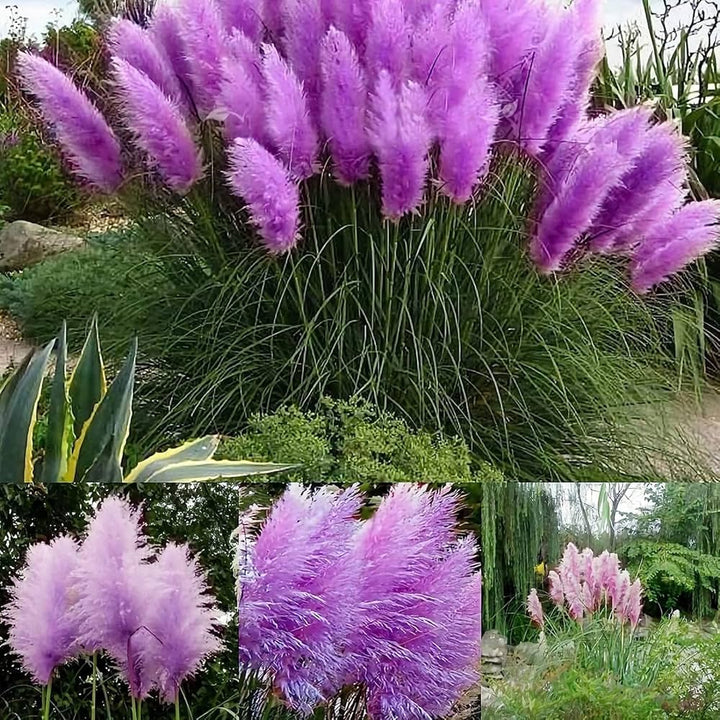 Nema Rare Purple Pampas Grass Seeds – Ornamental Grass Seeds for Planting, Heirloom & Non-GMO Drought-Tolerant Perennial