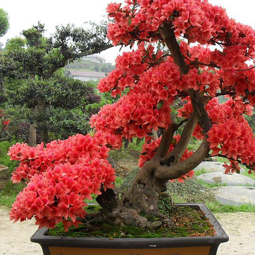 bonsai tree with red flowers Red Simsii Bonsai Flower Seeds – Heirloom Non-GMO Azalea Seeds for Planting