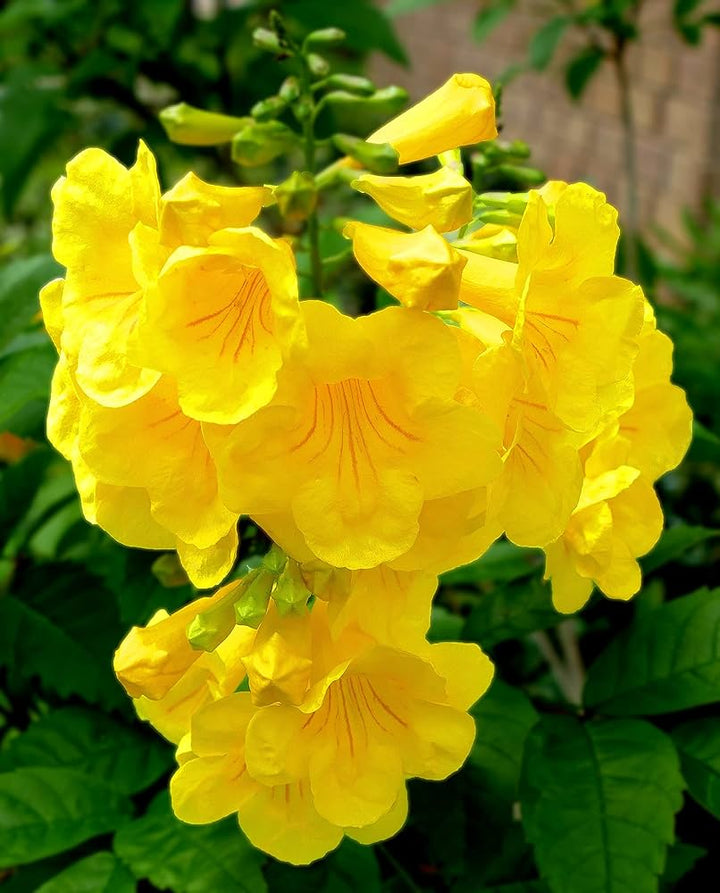 Yellow Madia Flower Seeds – Heirloom Non-GMO Seeds for Planting | High Germination Organic Garden Seeds