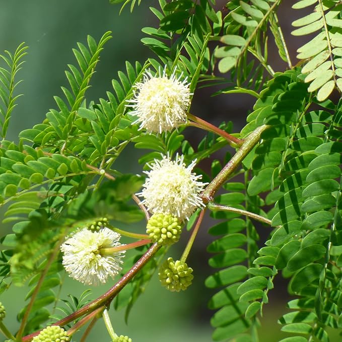 White Tamarind (Leucaena leucocephala) Fruit Seeds – Drought-Tolerant, Edible, Fast-Growing Evergreen Tropical Shrub, Heirloom & Non-GMO