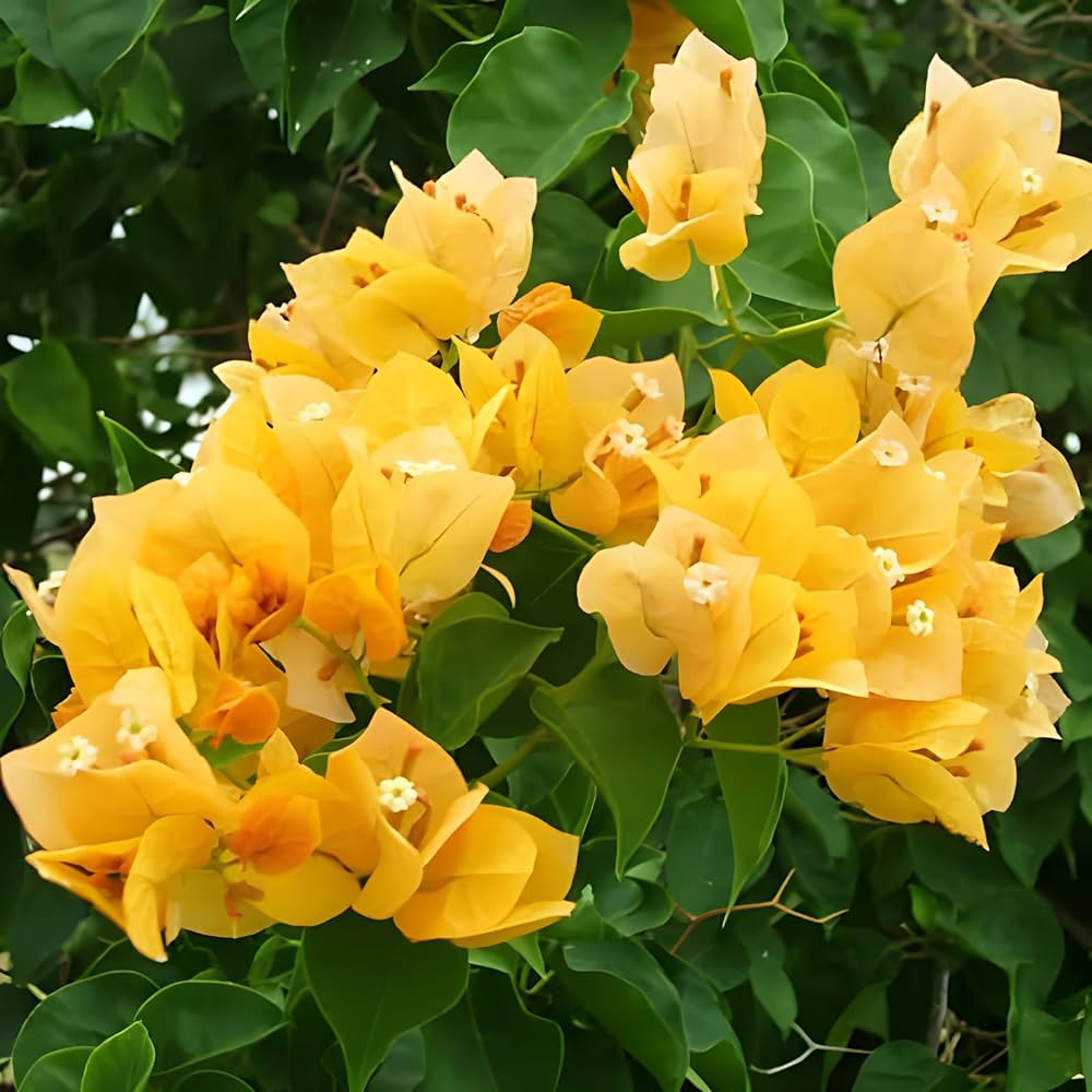 Yellow Bougainvillea Seeds for Planting – Organic, Heirloom, Non-GMO Flowers