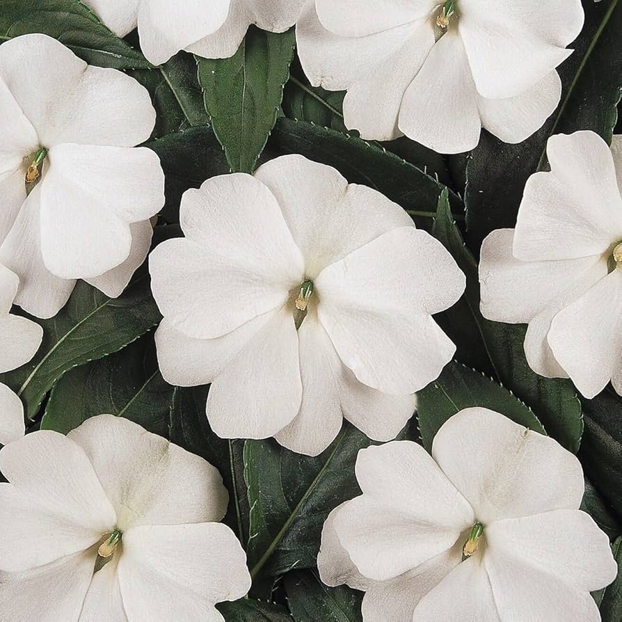 Heirloom Non-GMO Impatiens Balsamine Flower Seeds for Planting – Bright Annual Garden Blooms