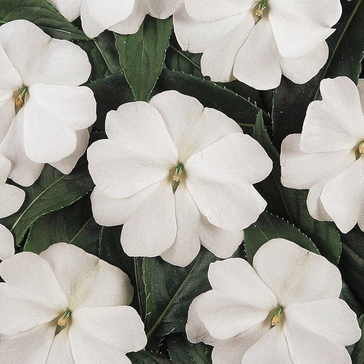 Heirloom Non-GMO Impatiens Balsamine Flower Seeds for Planting – Bright Annual Garden Blooms