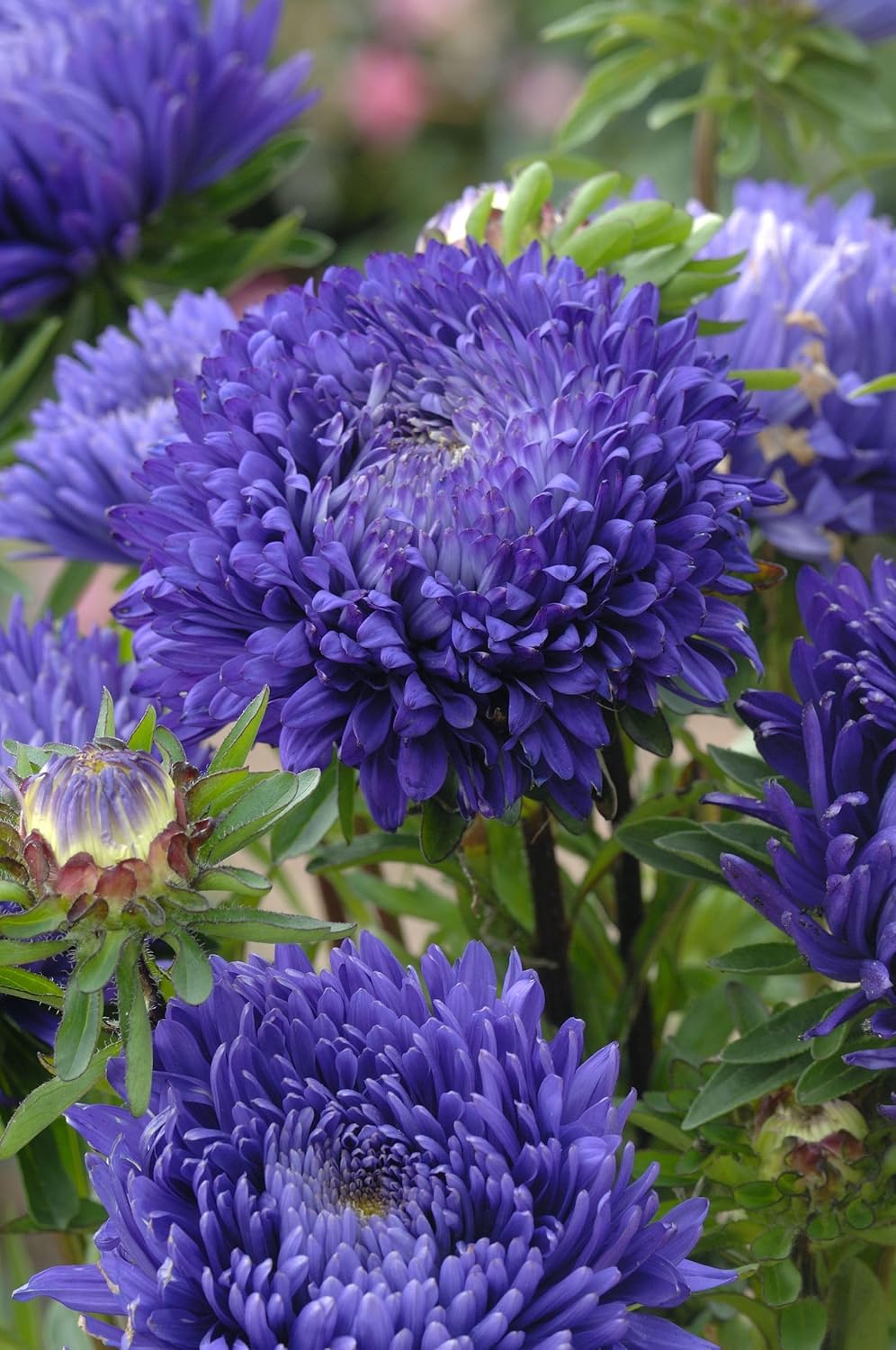 Callistephus Flower Seeds – Heirloom Non-GMO – Neeraseeds