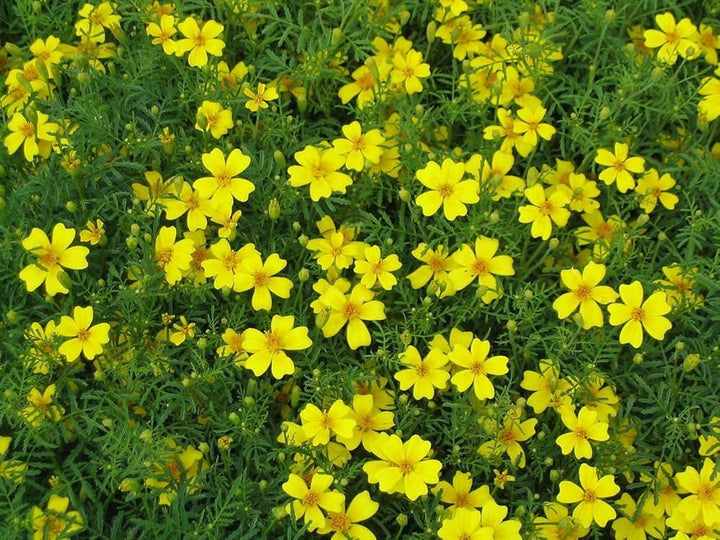 Yellow Lemon Marigold Flower Seeds – Heirloom Non-GMO Seeds for Garden Planting