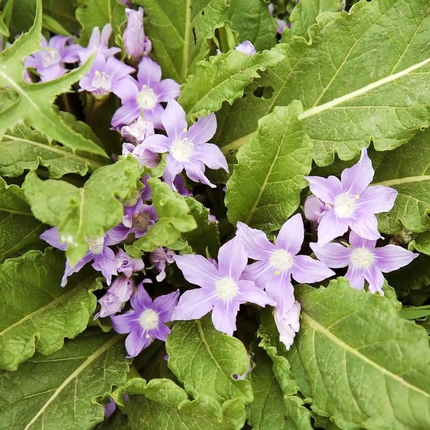 mandrake plant seeds Mandrake Flower Seeds for Planting – Heirloom Non-GMO Organic Garden Seeds, High Germination