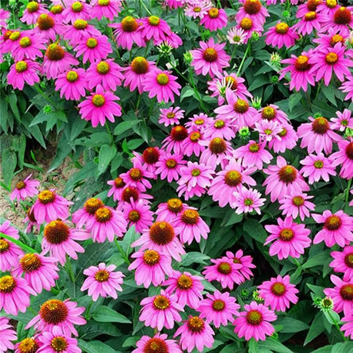 Baby Pink Echinacea Wildflower Seeds for Planting – Heirloom Non-GMO | Attract Pollinators & Butterflies