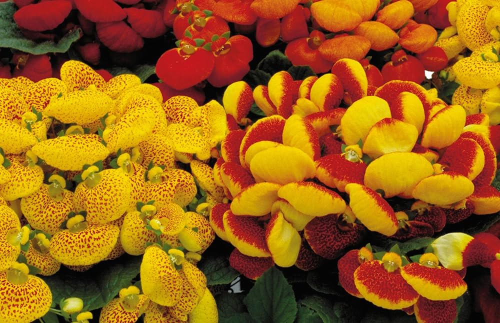Calceolaria Flower Seeds for Planting | Heirloom, Non-GMO, High Germination Organic Garden Seeds for Pouch-Shaped Blooms