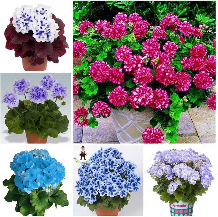 Mixed Perennial Geranium Flower Seeds – Heirloom, Non-GMO, High Germination Organic Garden Seeds for Planting