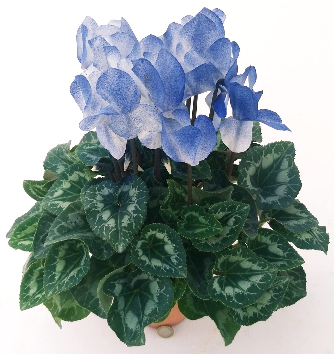 Blue White Cyclamen Flower Seeds for Planting – 100 pcs, Heirloom, Non-GMO, High Germination Organic Garden Seeds