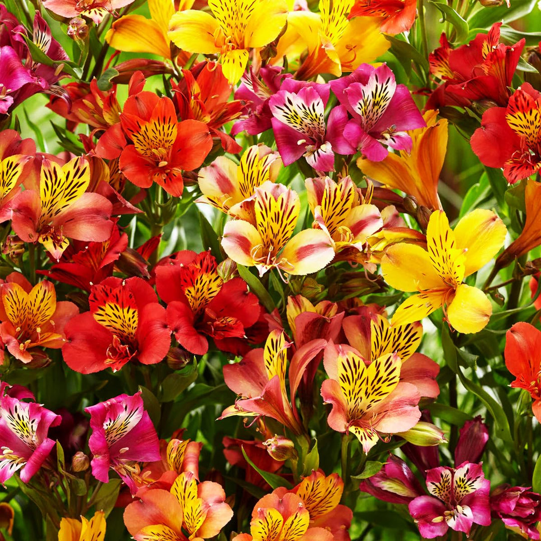 Alstroemeria Aurantiaca Seeds – Heirloom Non-GMO Peruvian Lily Flower Seeds for Planting – High Germination