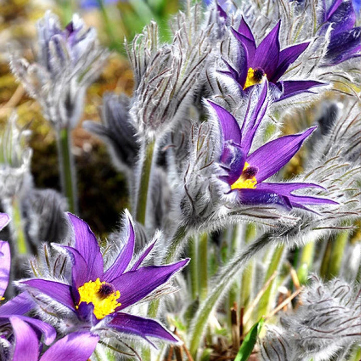 Violet Pulsatilla Flower Seeds for Planting | Heirloom, Non-GMO, High Germination Organic Garden Seeds for Early Spring Blooms