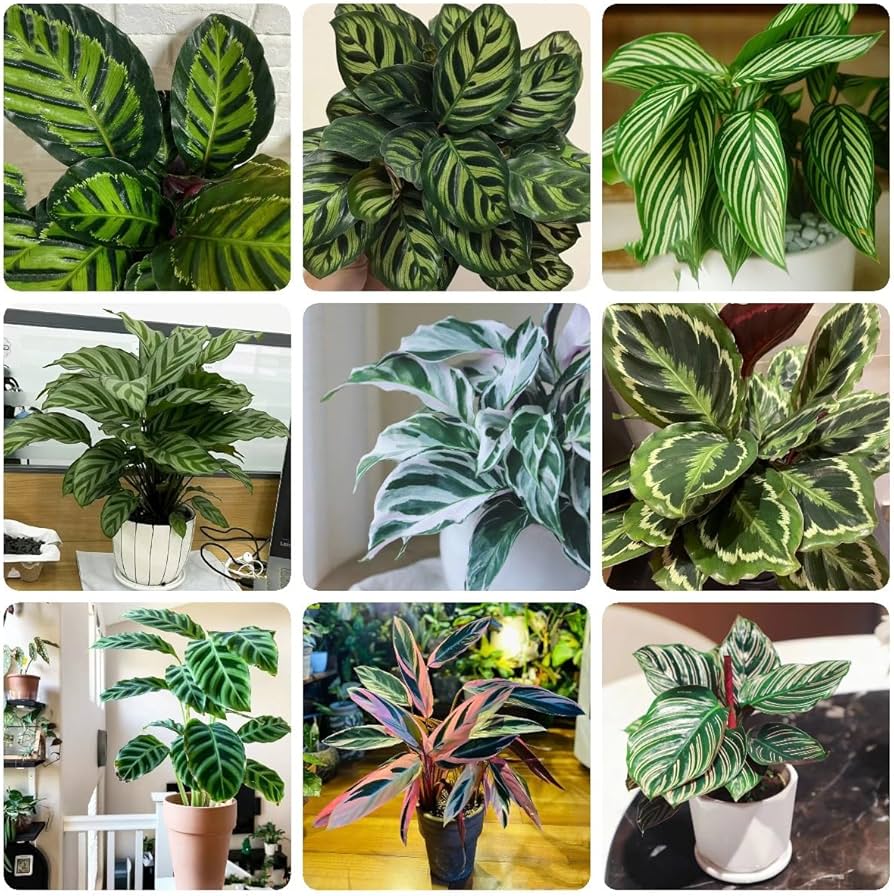 Mixed Calathea Plant Seeds for Planting