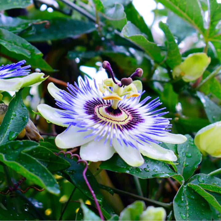 Yellow Violet Passion Flower Seeds for Planting – Heirloom, Non-GMO, High Germination Exotic Climbing Vine Seeds