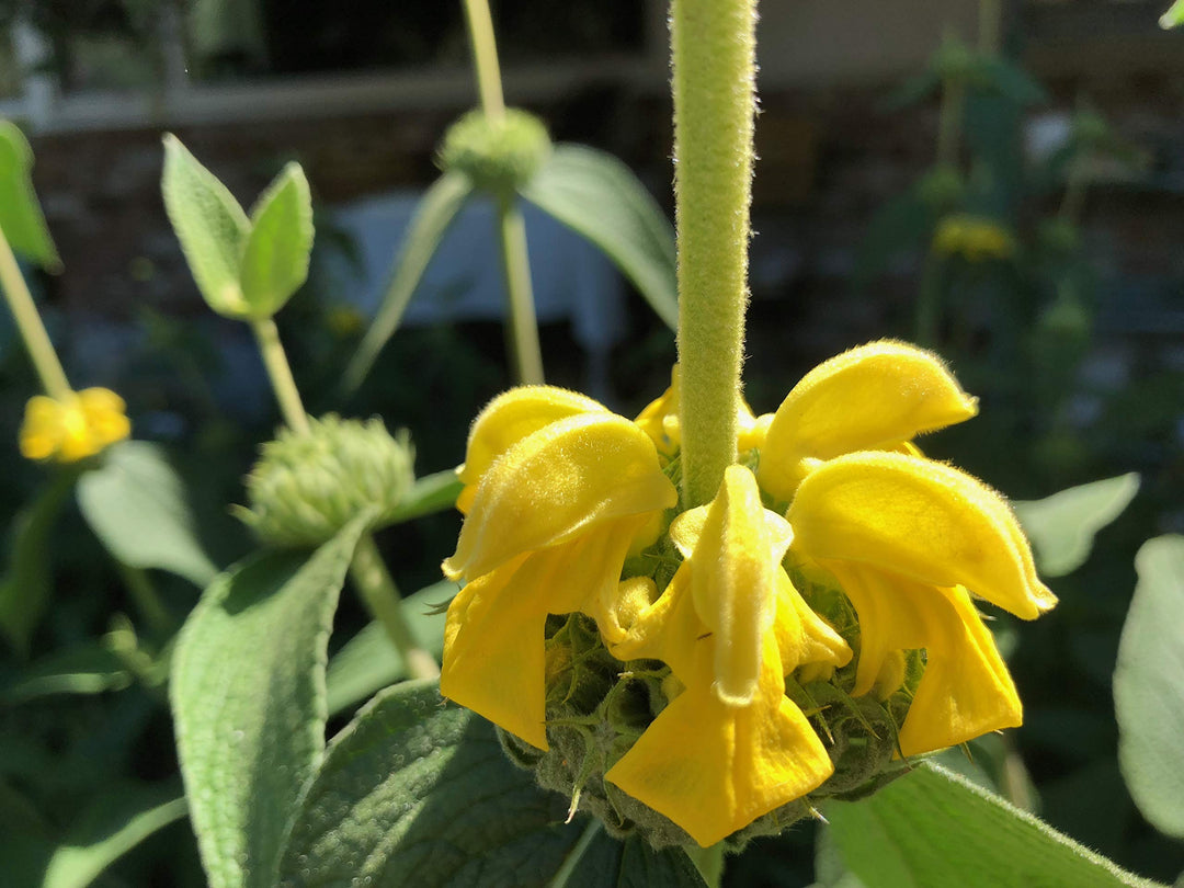 Yellow Jerusalem Sage Flower Seeds for Planting – Heirloom & Non-GMO Garden Blooms