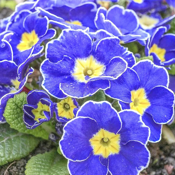 Blue Primrose Flower Seeds for Planting – Heirloom, Non-GMO, High Germination Garden Seeds 50 pcs