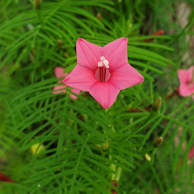 Annual Rose Cypress Vine Flower Seeds for Planting – 100 pcs | Heirloom Non-GMO Organic Garden Blooms
