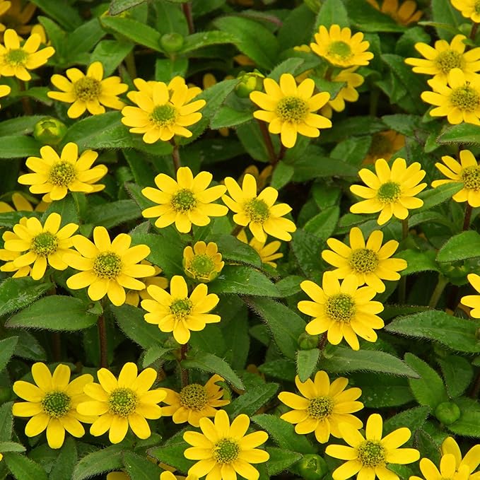Yellow Creeping Zinnia Flower Seeds – Heirloom Non-GMO Seeds for Vibrant Ground Cover Planting