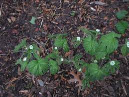 goldenseal plant seeds Goldenseal Root Seeds (Hydrastis canadensis) for Planting – Heirloom, Non-GMO Medicinal Herb for Shaded Gardens