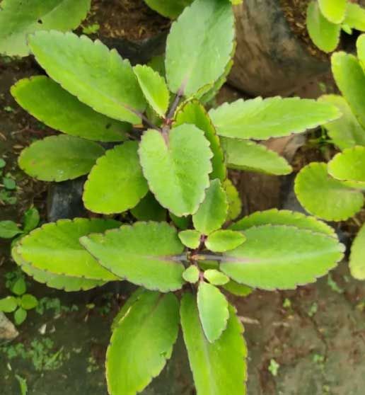Bryophyllum Pinnatum Plant Seeds for Planting | Heirloom Non-GMO High Germination Organic Garden Seeds