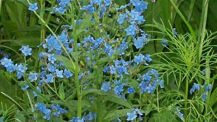 Blue Cynoglossum Amabile Flower Seeds for Planting - NON GMO Seeds