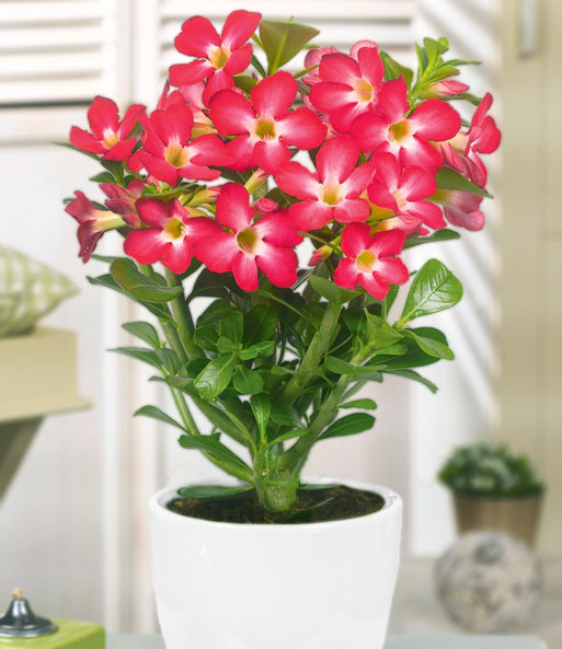 Wüstenrose Flower Seeds for Planting - Heirloom Non-GMO High Germination Organic Garden Seeds