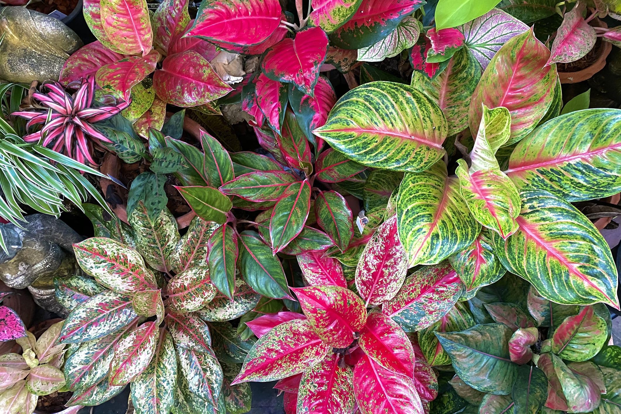 aglaonema flower seeds Pink Aglaonema Plant Seeds for Planting, NON GMO Seeds- 100 pcs