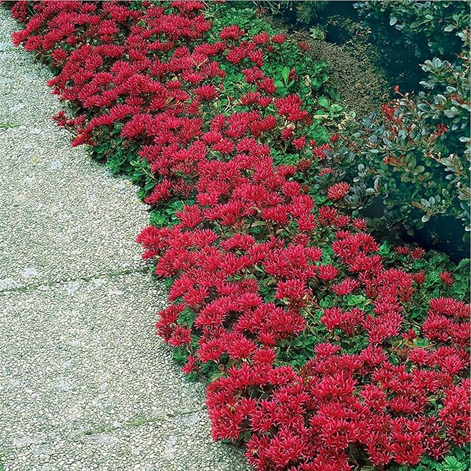 Heirloom Non-GMO Sedum Ground Cover Flower Seeds for Planting – Drought-Tolerant Blooming Seeds
