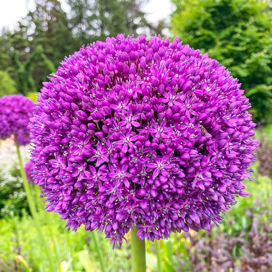 Giant Ornamental Allium Flower Seeds – Heirloom, Non-GMO, High Germination Organic Garden Seeds for Planting