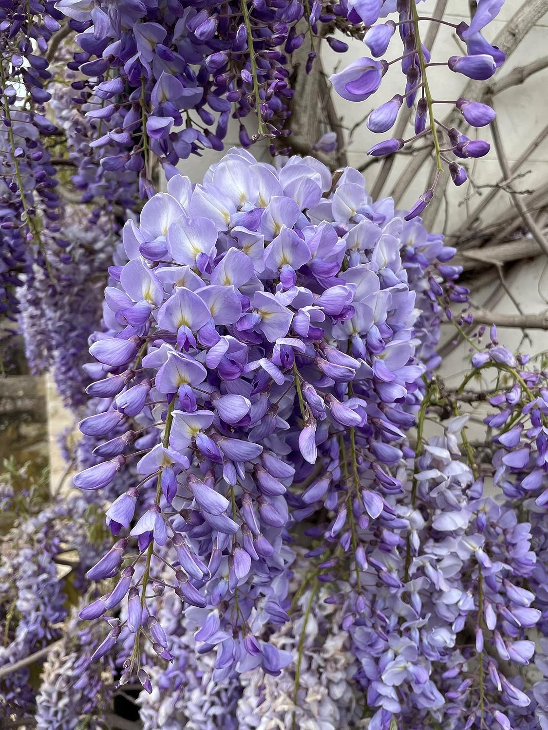 wisteria flower seeds Wisteria Vine Flower Seeds for Planting – Heirloom & Non-GMO Garden Se – Neeraseeds
