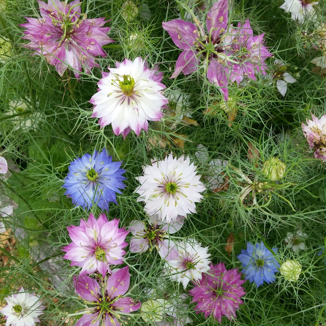 Damascena Flower Seeds – Premium Heirloom Blooms for Home Gardens