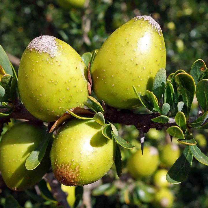 Argania Fruit Seeds – Grow Resilient & Nutritious Fruit Trees
