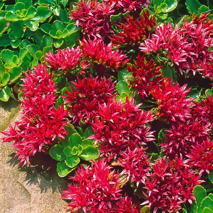 Heirloom Non-GMO Sedum Ground Cover Flower Seeds for Planting – Drought-Tolerant Blooming Seeds