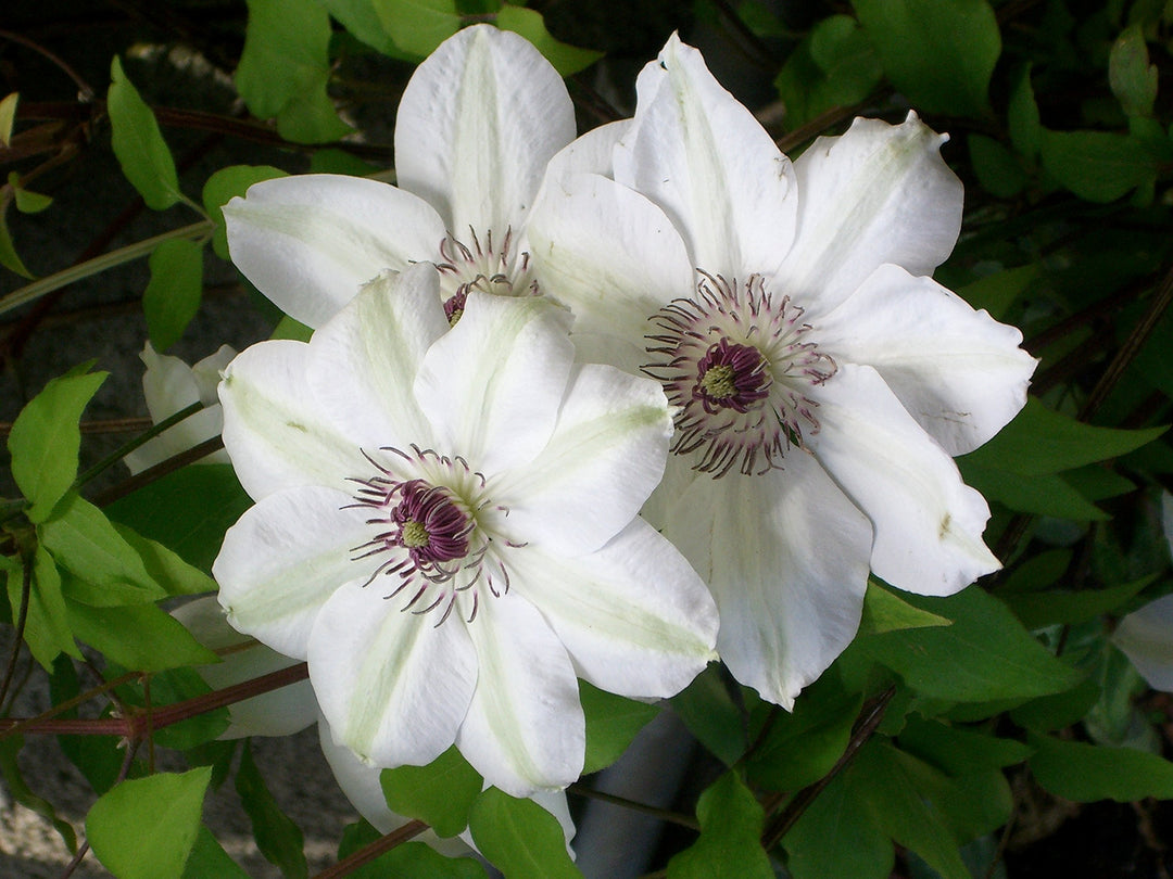 Brown White Clematis Flower Seeds for Planting – Heirloom, Non-GMO, High Germination Unique Climbing Vine Seeds