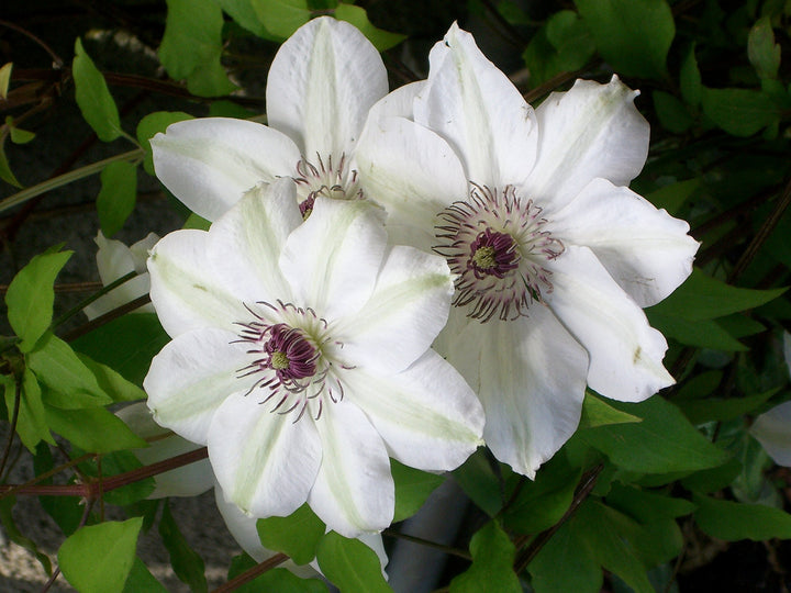 Brown White Clematis Flower Seeds for Planting – Heirloom, Non-GMO, High Germination Unique Climbing Vine Seeds