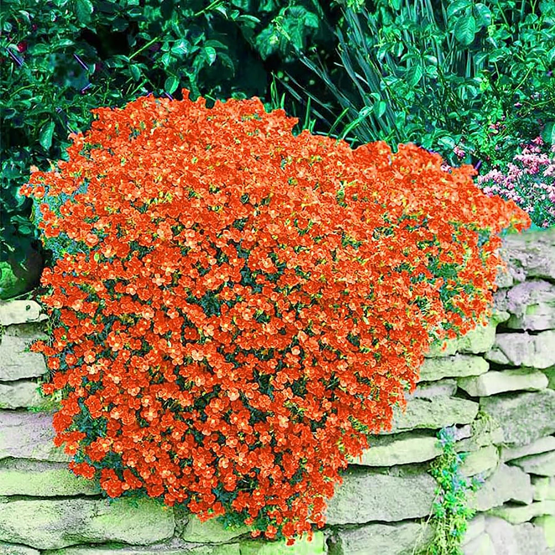 Orange Creeping Thyme Seeds – Heirloom, Non-GMO, High Germination Organic Garden Seeds for Drought-Tolerant Ground Cover & Landscaping