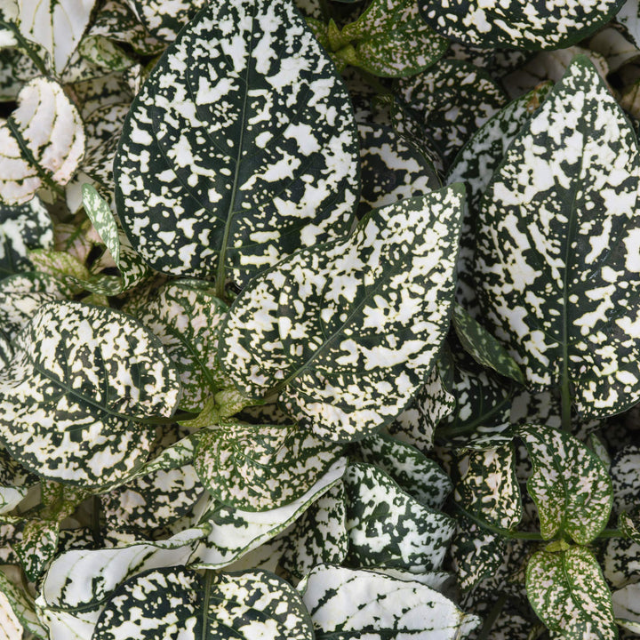 White Green Hypoestes Polka Plant Seeds for Planting – Easy-to-Grow Indoor & Outdoor Ornamental Foliage