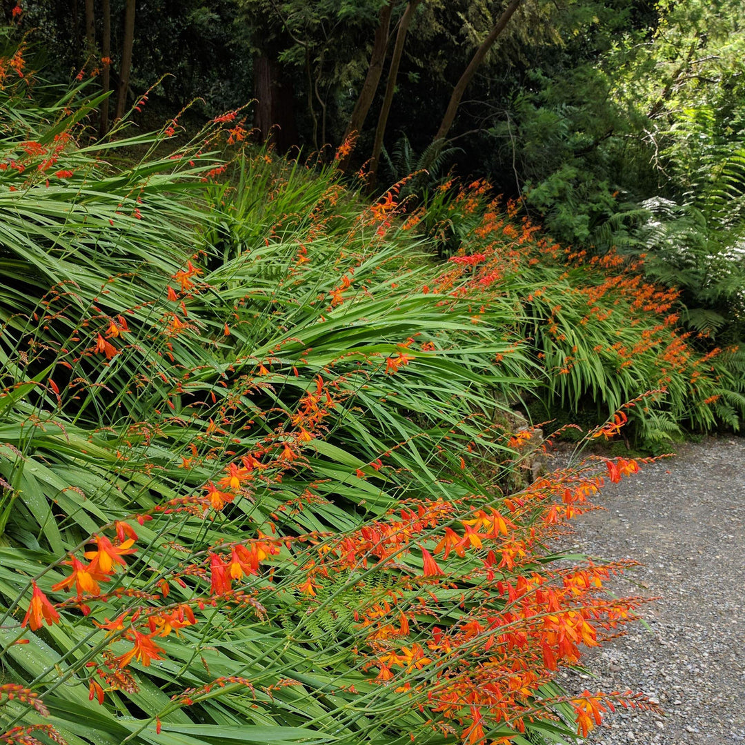 Crocosmia Flower Seeds for Planting – Heirloom, Non-GMO, High Germination Organic Garden Seeds
